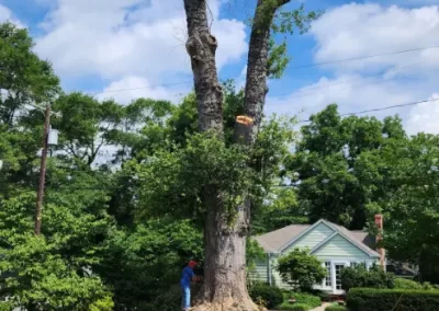 Trusted Tree Service