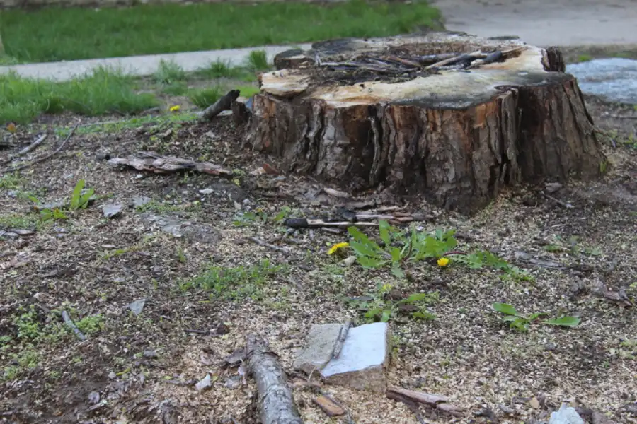 How To Remove A Tree Stump in Anderson, SC