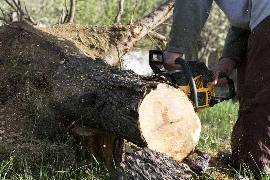How To Remove A Tree Trunk Anderson, SC