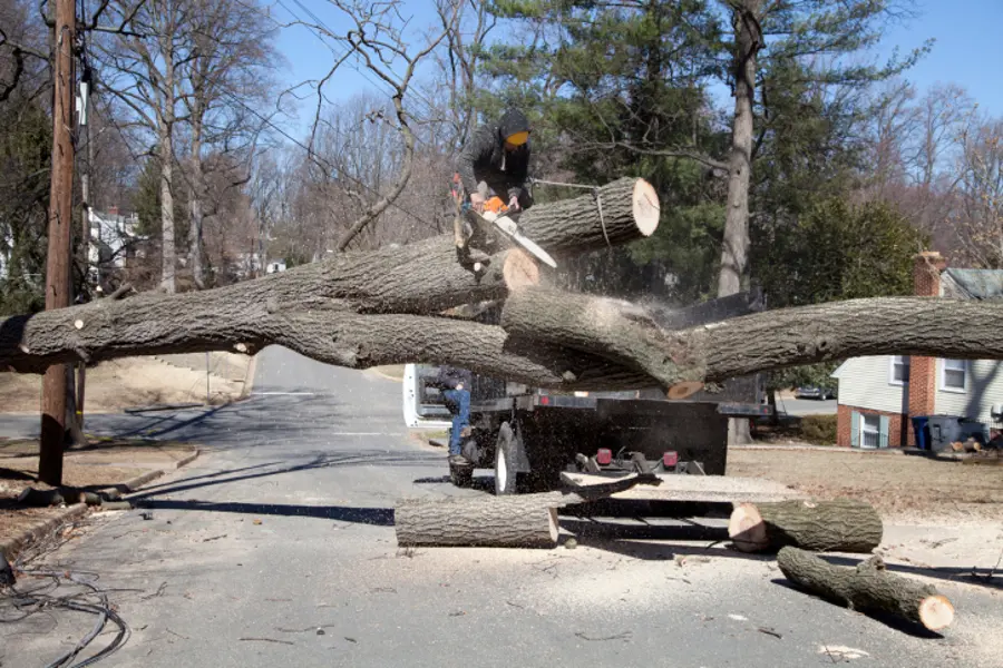 How To Remove A Tree Trunk in Anderson, SC