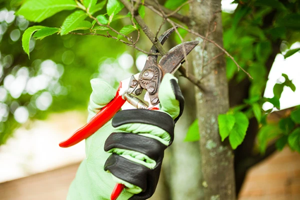 Tree Care Services
