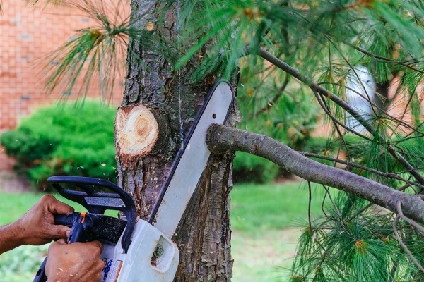 Tree Trimming Services
