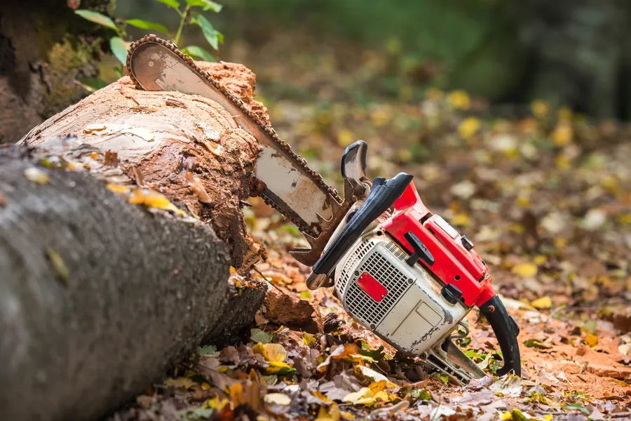 Affordable Tree Care Services Anderson, SC