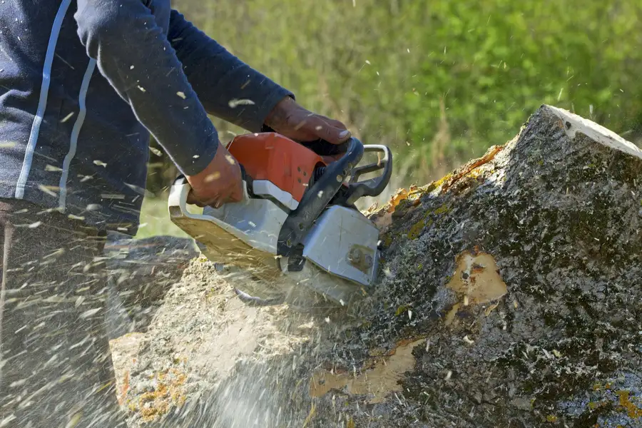 Reliable Tree Care Services in Anderson, SC