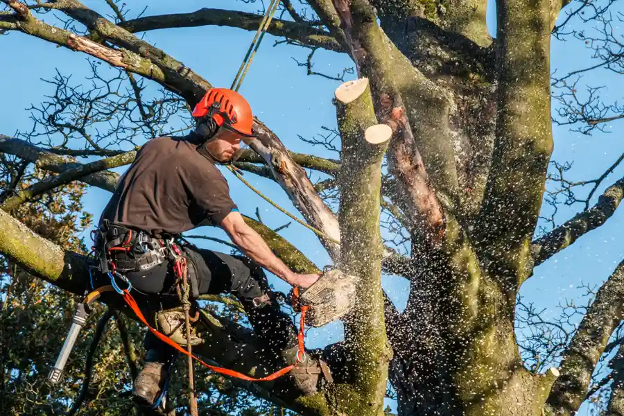 Professional Tree Removal Service Anderson, SC