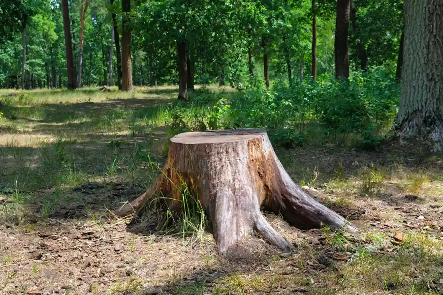 Reliable Tree Stump Grinding in Anderson, SC