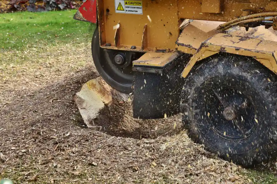 Affordable Tree Stump Grinding in Anderson, SC