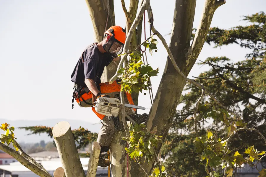 Professional Tree Trimming Services Anderson, SC