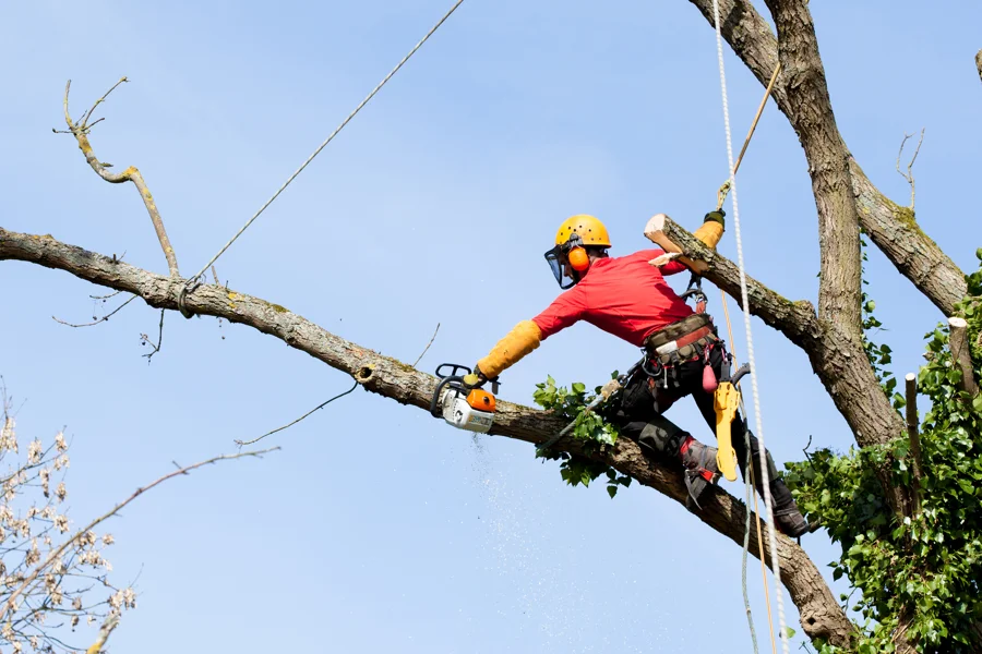 Reliable Tree Trimming Services in Anderson, SC